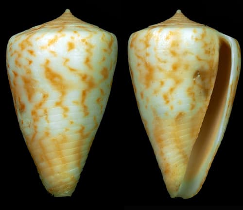 Conus baeri