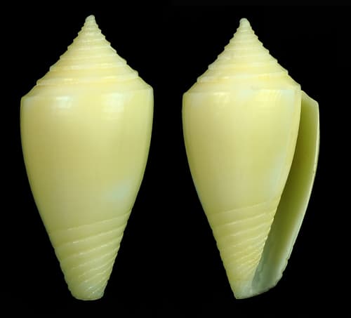 Conus bahamensis