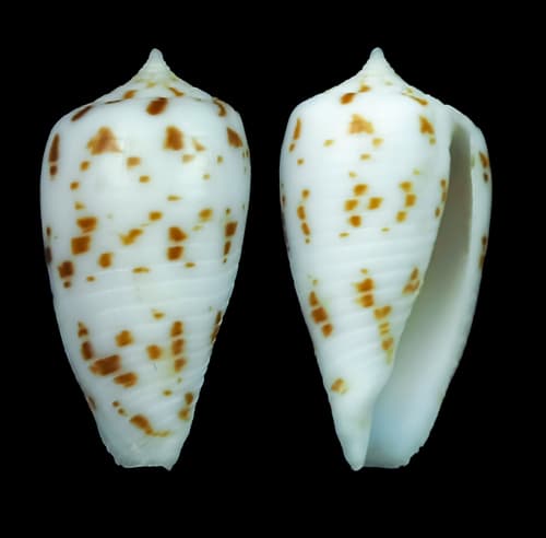 Conus balabacensis