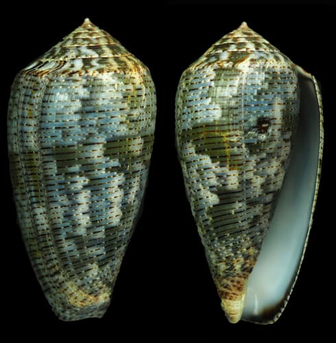 Conus barbara