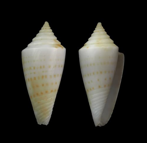 Conus bayeri