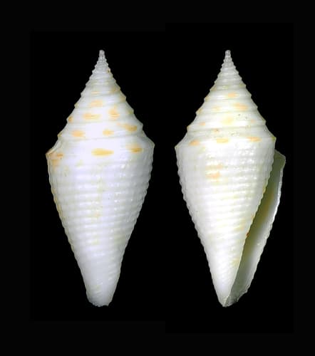 Conus beatrix