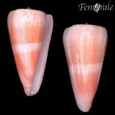 Conus berdulinus