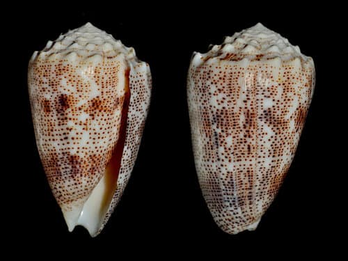 Conus bizona