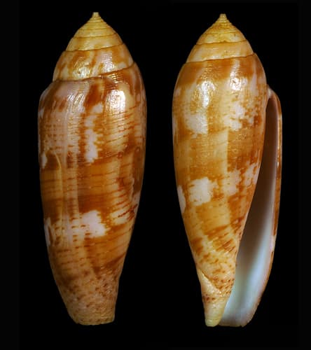 Conus blatteus