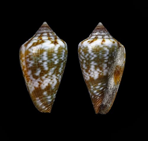 Conus boavistensis