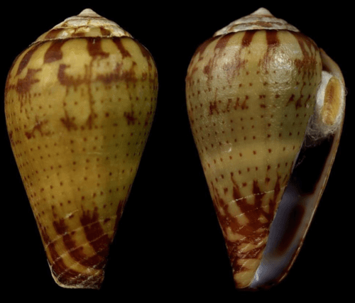 Conus bocagei