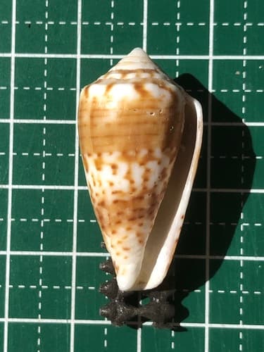 Conus boeticus