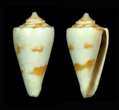 Conus bonfigliolii