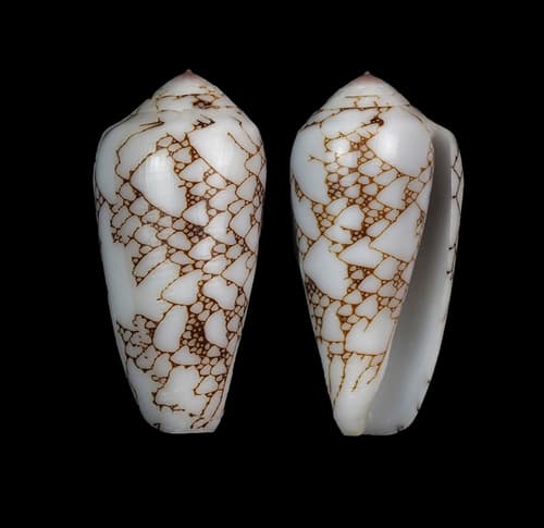 Conus brandonensis