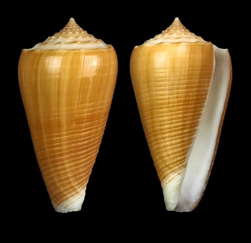 Conus brettinghami