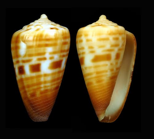 Conus brianhayesi