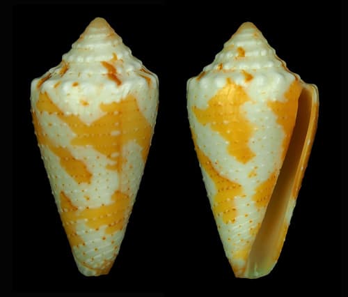 Conus brianoi