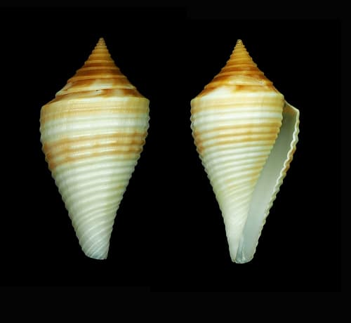Conus brunneobandatus