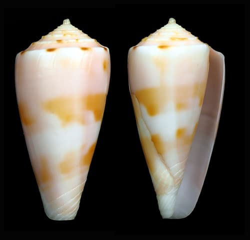 Conus bruuni