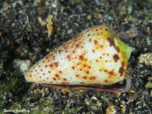 Conus canariensis
