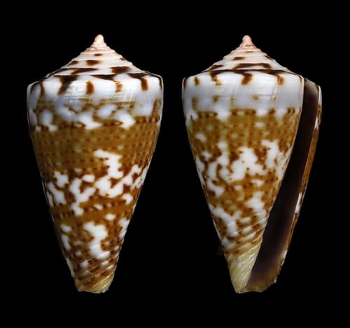 Conus cargilei