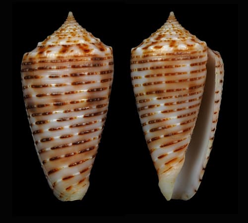 Conus cebuensis