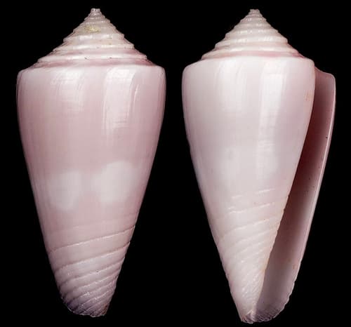 Conus ceruttii