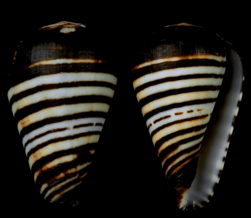 Conus chytreus