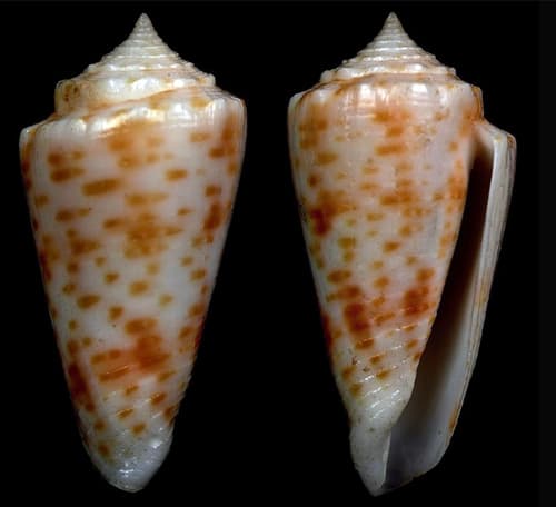 Conus ciderryi