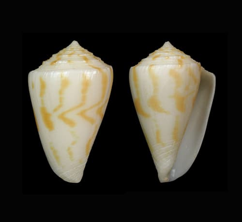 Conus colmani