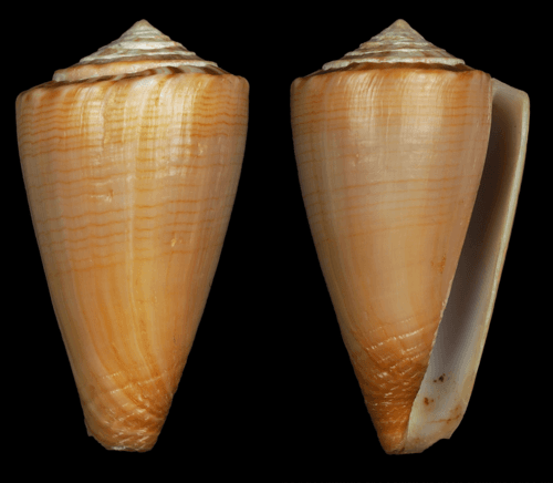 Conus colombi