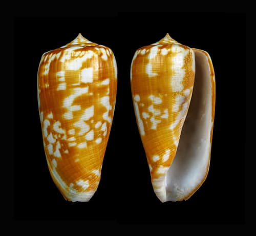 Conus conspersus