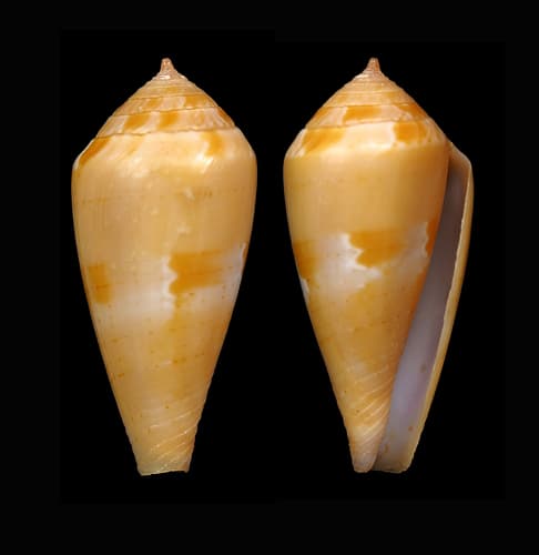 Conus corallinus