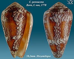 Conus corbieri