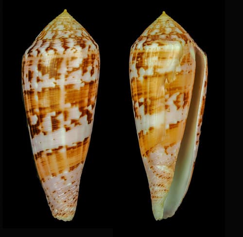 Conus crosnieri
