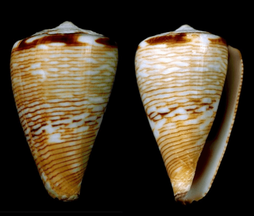 Conus crotchii