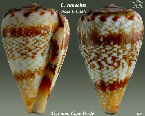 Conus cuneolus