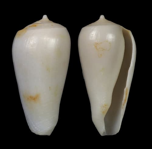 Conus cymbioides