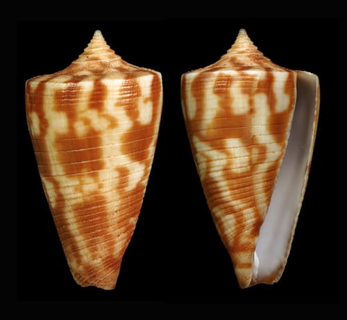 Conus dampierensis