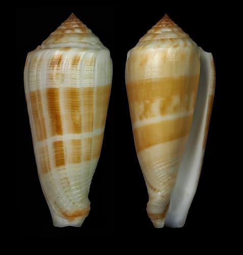 Conus daullei