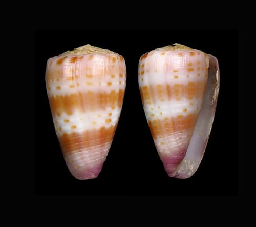 Conus devorsinei