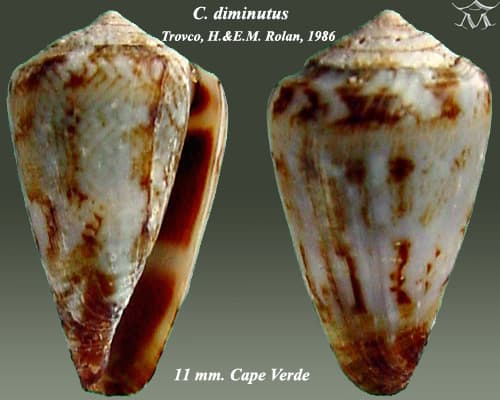 Conus diminutus