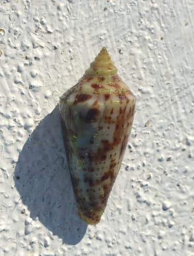 Conus dispar