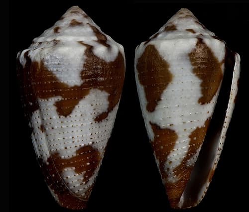 Conus duffyi