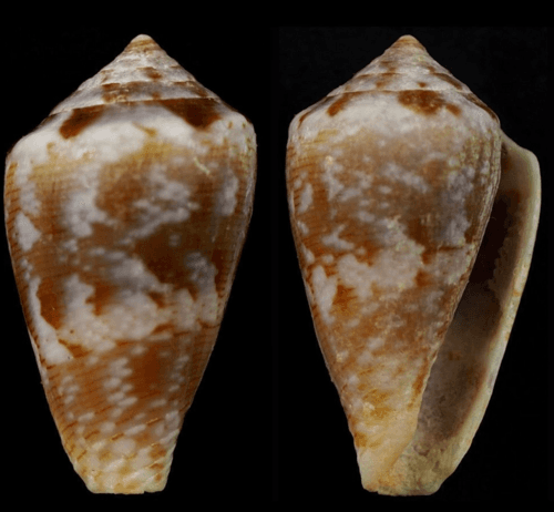 Conus echinophilus