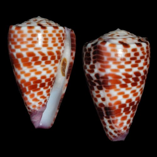 Conus edaphus