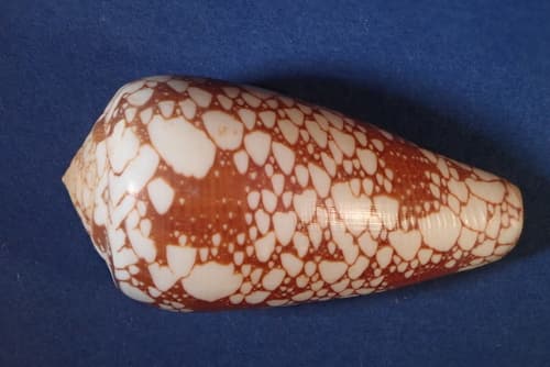 Conus episcopus