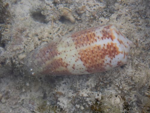 Conus epistomium