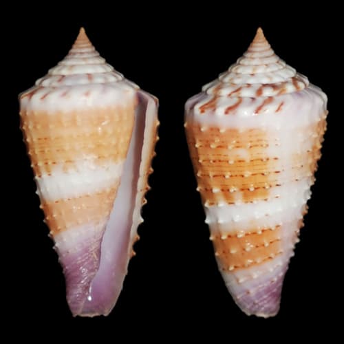 Conus floridulus