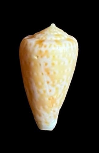 Conus gabelishi