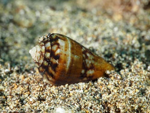 Conus guanche