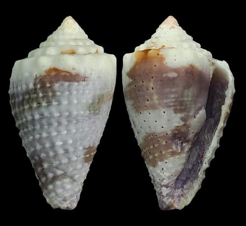 Conus hughmorrisoni