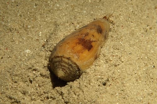 Conus juliaallaryae