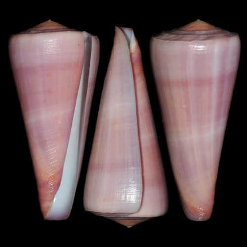 Conus kintoki